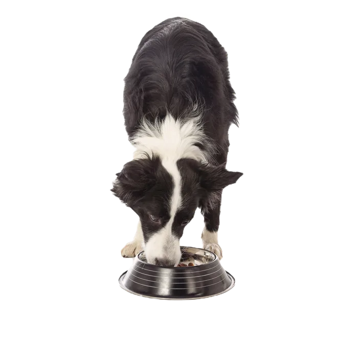 Dog enjoying a meal from Taunton Animal Hospital's recommended nutrition products
