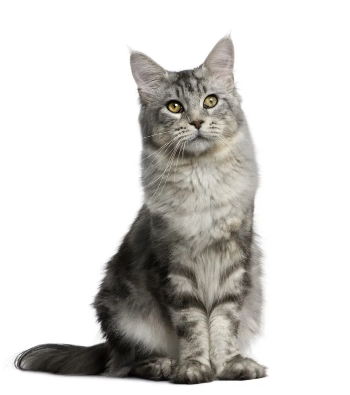 A fluffy gray tabby cat, the kind of patient cared for at Taunton Animal Hospital